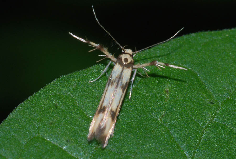 Stathmopoda pedella